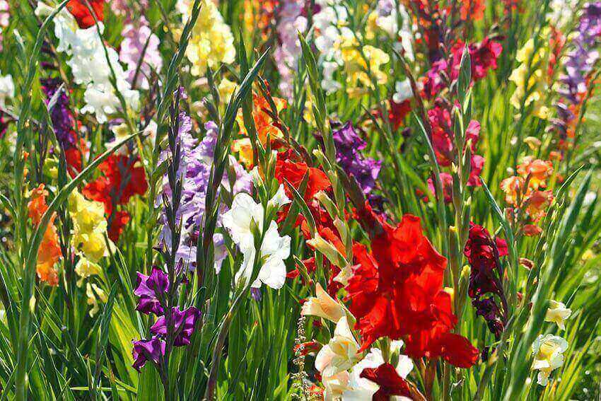 When to plant gladioli? | Dailynewsbyte